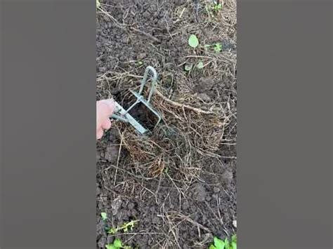Ловушка для крота - YouTube
