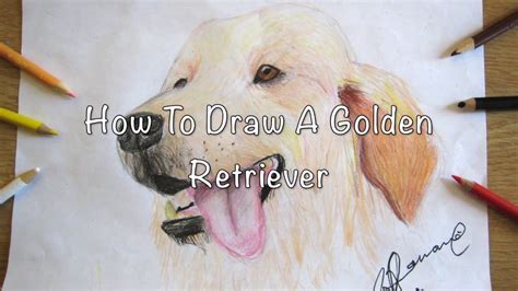 Golden Retriever Drawing Easy Meet Rae The Unicorn Golden