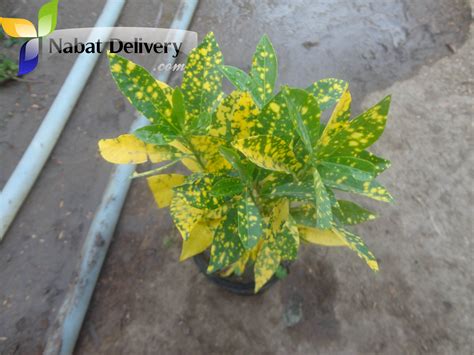 كروتون عدسي - Nabat Delivery | The Plant That You deserve