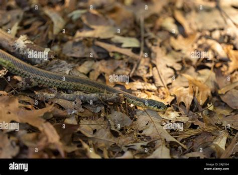 Common Garter Snake Thamnophis Sirtalis Adult On Woodland Floor Cox