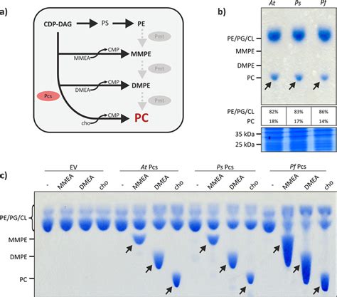 Biosynthesis Of Methylated Pe Derivatives In E Coli By Pc Synthases Download Scientific