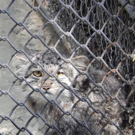 Маленький манул | Пикабу