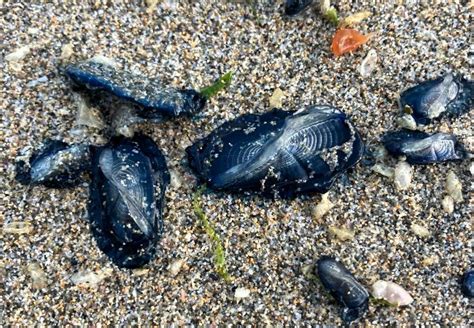 Huge Pile Of Mysterious Alien Like Creatures Wash Up On UK Beaches