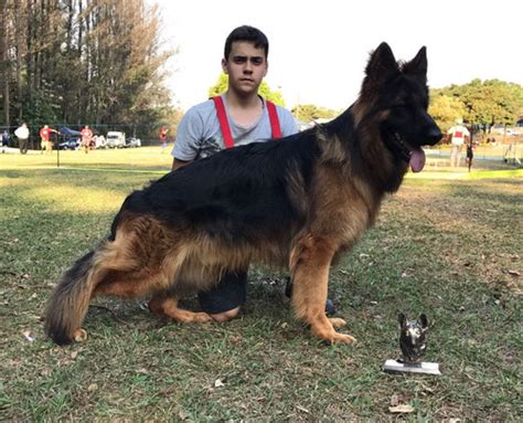 Pastor Alemão Filhotes Capa Preta Pelo Longo Pedigree Mercado