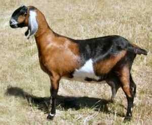 Anglo Nubian goat - Alchetron, The Free Social Encyclopedia