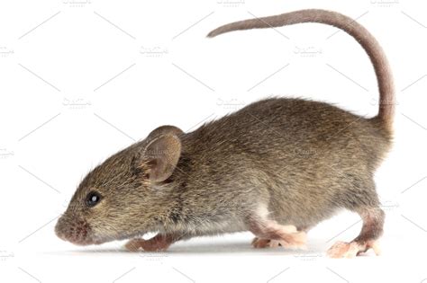 Mouse High Quality Stock Photos Creative Market