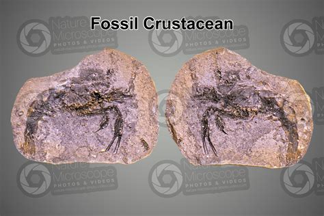 Crustacea. Crustacean. Fossil - Crustacea (Crustaceans) - Generic ...