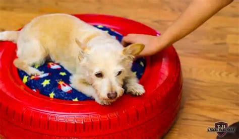 6 Simple DIY Dog Bed Ideas