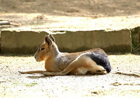 Maras Australia Fauna Silvestre Foto Gratis En Pixabay Pixabay