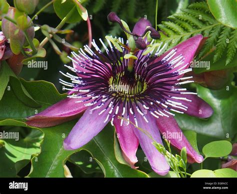 passion flower Stock Photo - Alamy