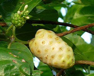 10 Amazing Health Benefits of Noni - Healthier Steps