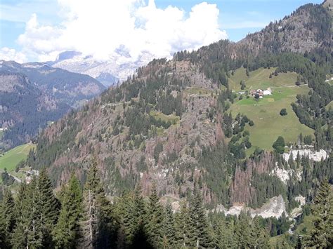 A QUATTRO ANNI DALLA TEMPESTA VAIA IL COL DI LANA BL RINASCE CON IL