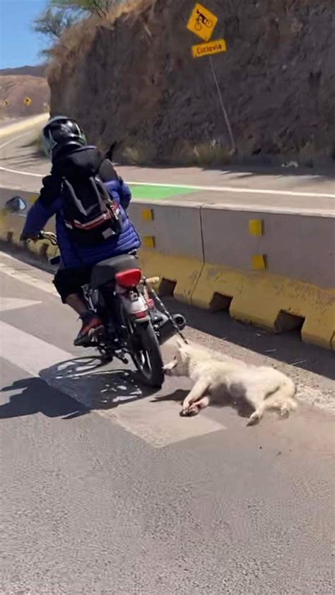 Mundo Patitas AC on Twitter Lo reconoces Sucedió en Guanajuato