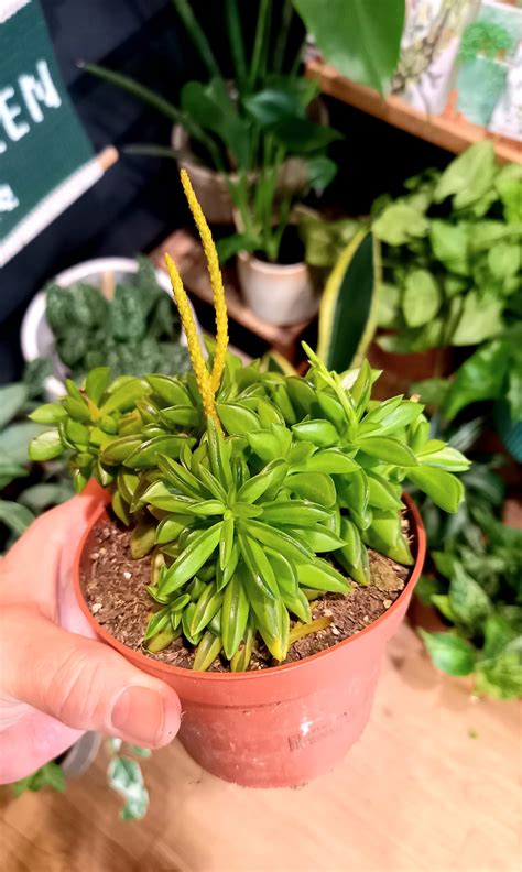 Peperomia ‘Happy Bean’ - small and green