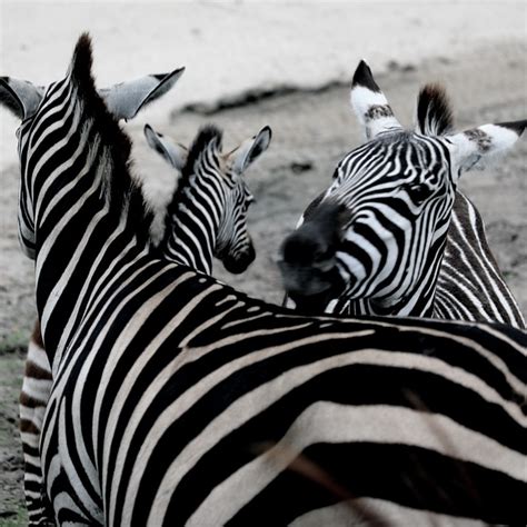 Cebra Zoo África Mundo Foto Gratis En Pixabay