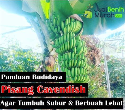 Inilah 6 Panduan Mudah Budidaya Pisang Cavendish Agar Tumbuh Subur Dan