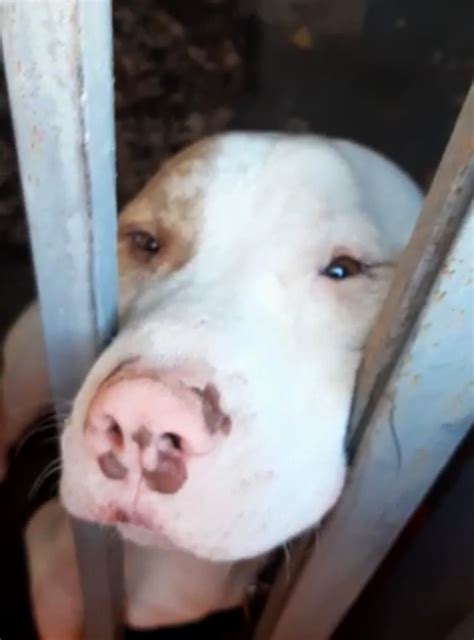 Cachorro pit bull resgatado em situação de maus tratos é adotado por