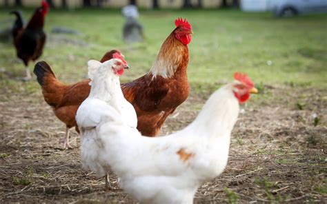 Fiji Man Shoots Chickens For Trespassing Radio New Zealand News