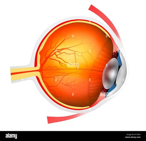 Anatomia Dell Occhio Illustrazione In Sezione Passando Attraverso Un