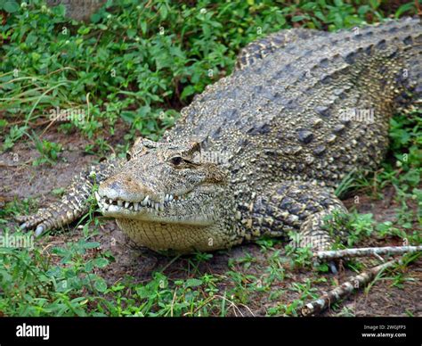 The Cuban Crocodile Crocodylus Rhombifer This Especies Is Endemic To