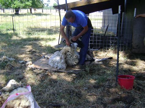 The Shepherd S Farm Naked Sheep