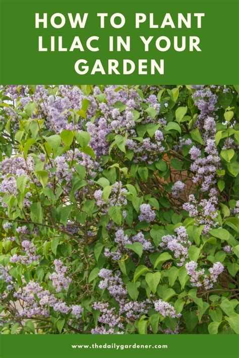 How To Plant Lilac In Your Garden Tricks To Care