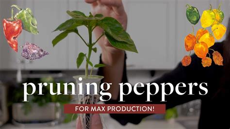 How To Prune Peppers For Maximum Yield Growing Indoors In Aerogarden