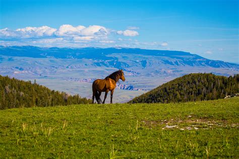 Feds Intent on Removing Wyoming’s Wild Horses | HORSE NATION