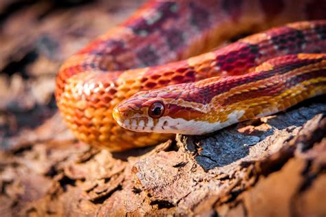 A Complete Guide: What Do Corn Snakes Eat?