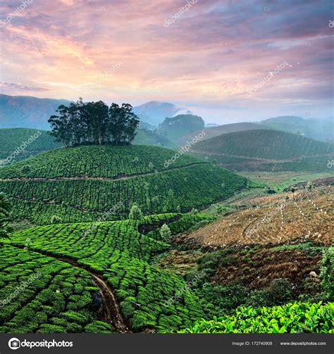 Tea plantations in state Kerala, India Stock Photo by ©scorpp 172740908