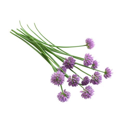 Chives Plant on Transparent Background 47828116 PNG