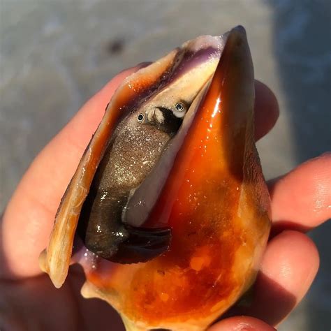 Hello Hes A Lover Not A Florida Fighting Conch Conch