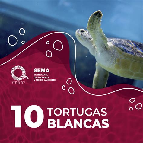 Gobierno Quintana Roo On Twitter Te Presentamos El Conteo De Tortugas