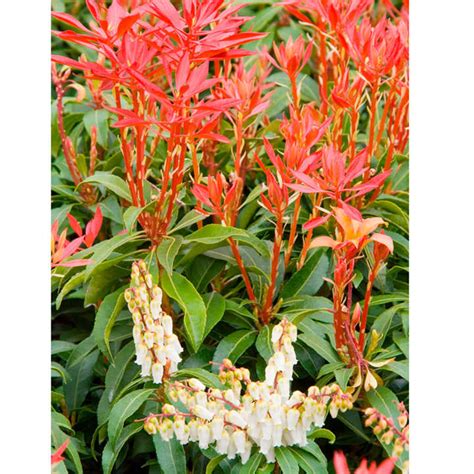 Pieris Japonica Mountain Fire Dobies