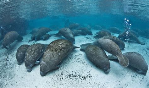 Manatees Close Three Sisters Springs in Florida | TIME