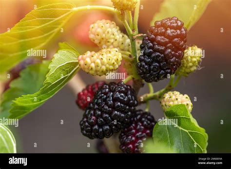 The fruit of black mulberry - mulberry tree Stock Photo - Alamy