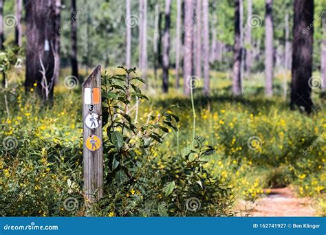 Hiking the Beautiful Trails of Florida State Parks Stock Image - Image ...