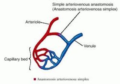 Anastomosis