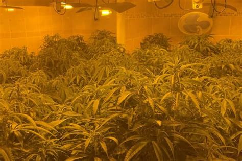 Dramatic Footage Shows Moment Police Raid £250000 Cannabis Factory With Over 650 Plants In