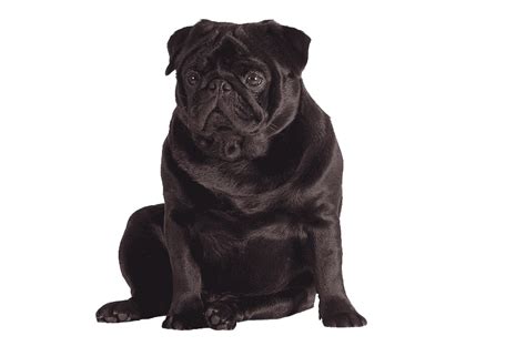 Pug Png Transparent Images Png All