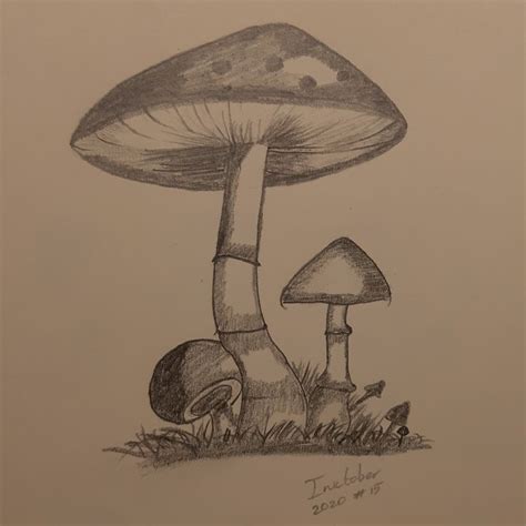 Paddenstoelen schets Paddenstoel tekening Tekenen Kunst ideeën tekenen