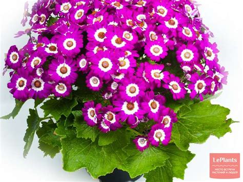 Цинерария (Cineraria) — описание, выращивание, фото | на LePlants.ru