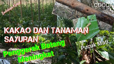 Tanaman Kakao Dan Hortikutura Ulat Penggerek Batang Meningkat Youtube