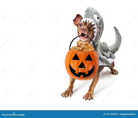 Dog in Shark Halloween Costume Trick-or-Treat Stock Image - Image of ...