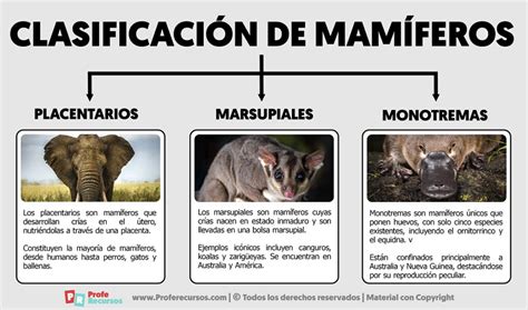 Clasificación de los Mamíferos