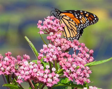 7 Plants You Should Never Prune In Fall Don T Trim These Perennials Until Spring