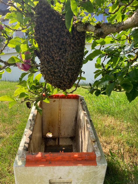 Essaims D Abeilles Mairie De Rives En Seine