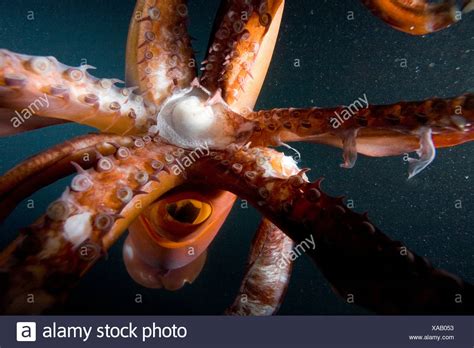 Squid Beak Stock Photos & Squid Beak Stock Images - Alamy