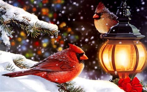 Winter Cardinal Wallpapers - Top Free Winter Cardinal Backgrounds ...