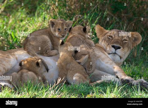 Lioness Lying Down With Cubs